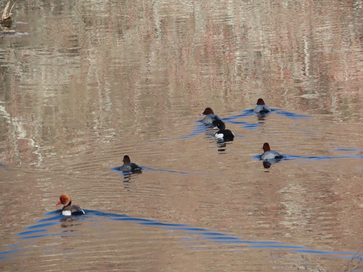 Red-crested Pochard - ML418165801