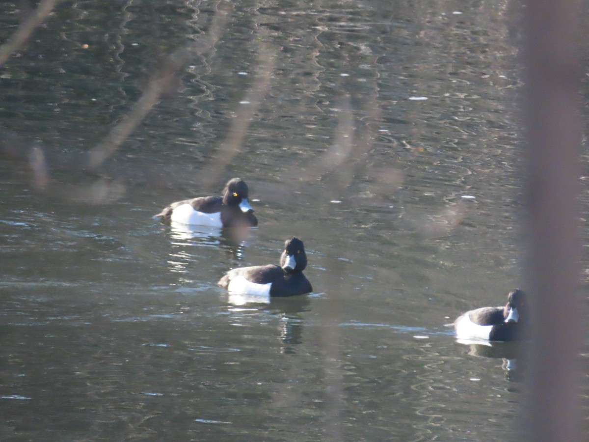 Tufted Duck - ML418165911