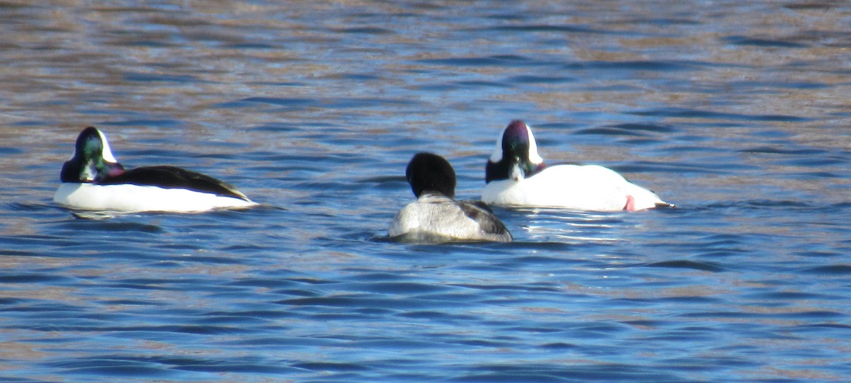 Bufflehead - ML418166031