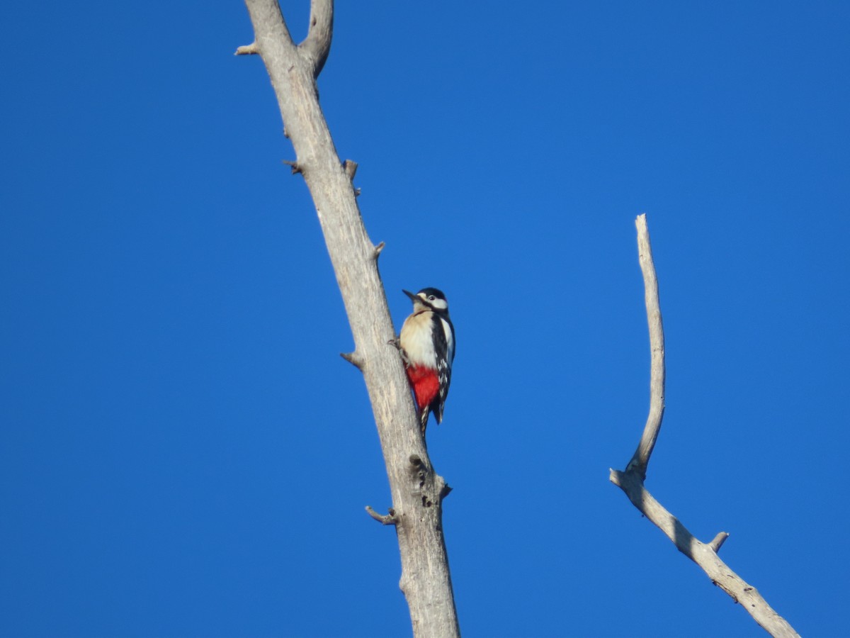 Great Spotted Woodpecker - Juanjo Bote