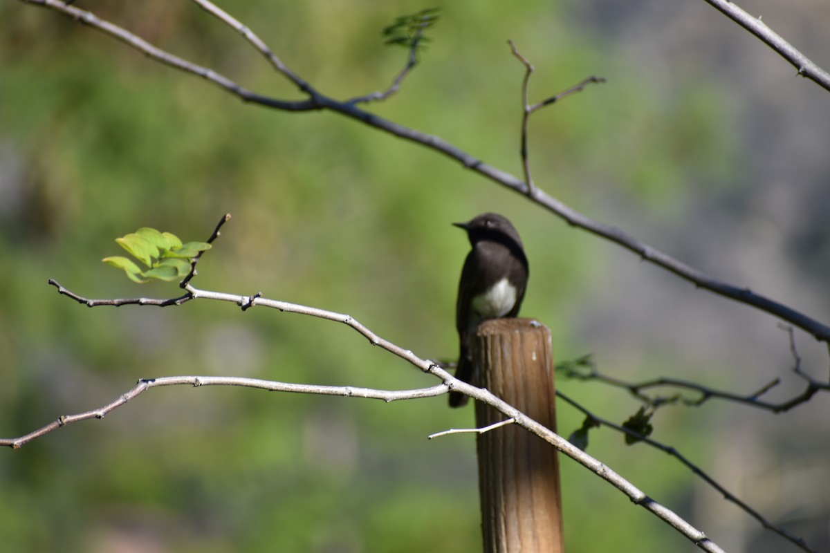 Black Phoebe - ML418166701