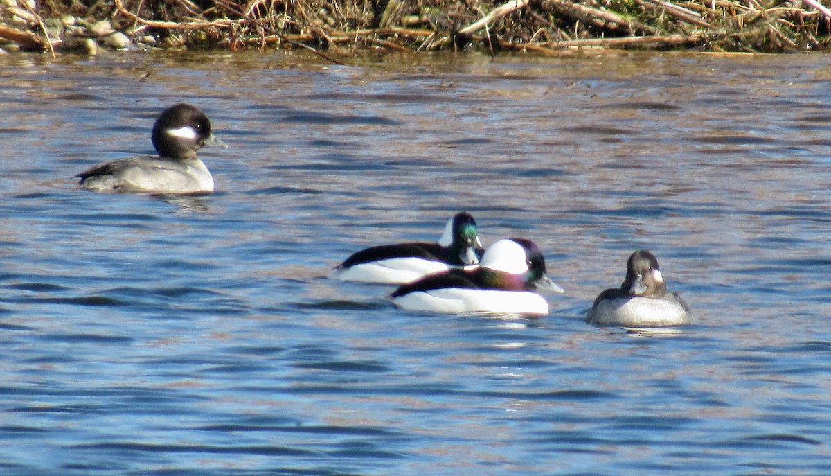 Bufflehead - ML418166771