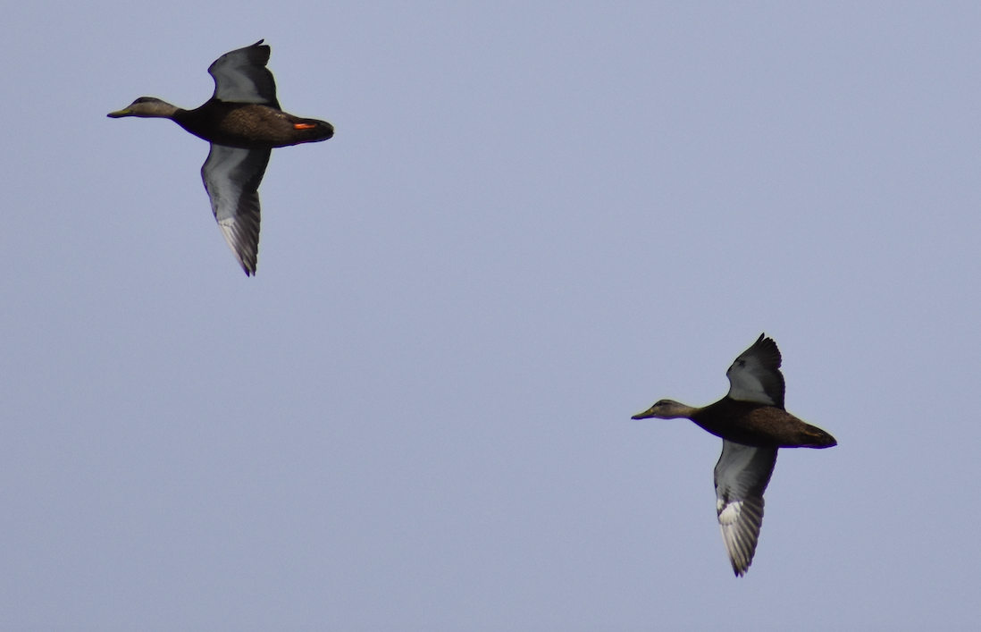 American Black Duck - ML418167961