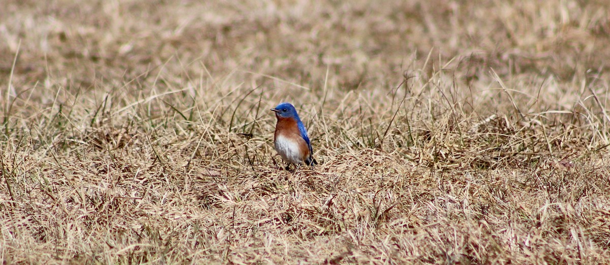 Eastern Bluebird - Donna VanHorn