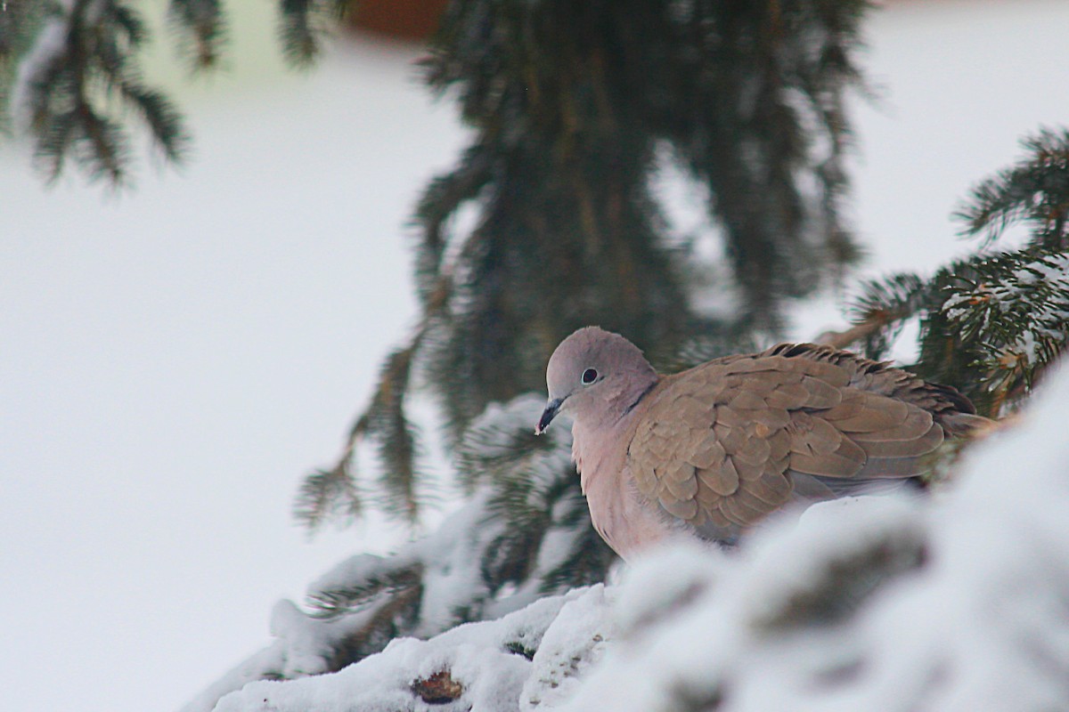 Eurasian Collared-Dove - ML418169521