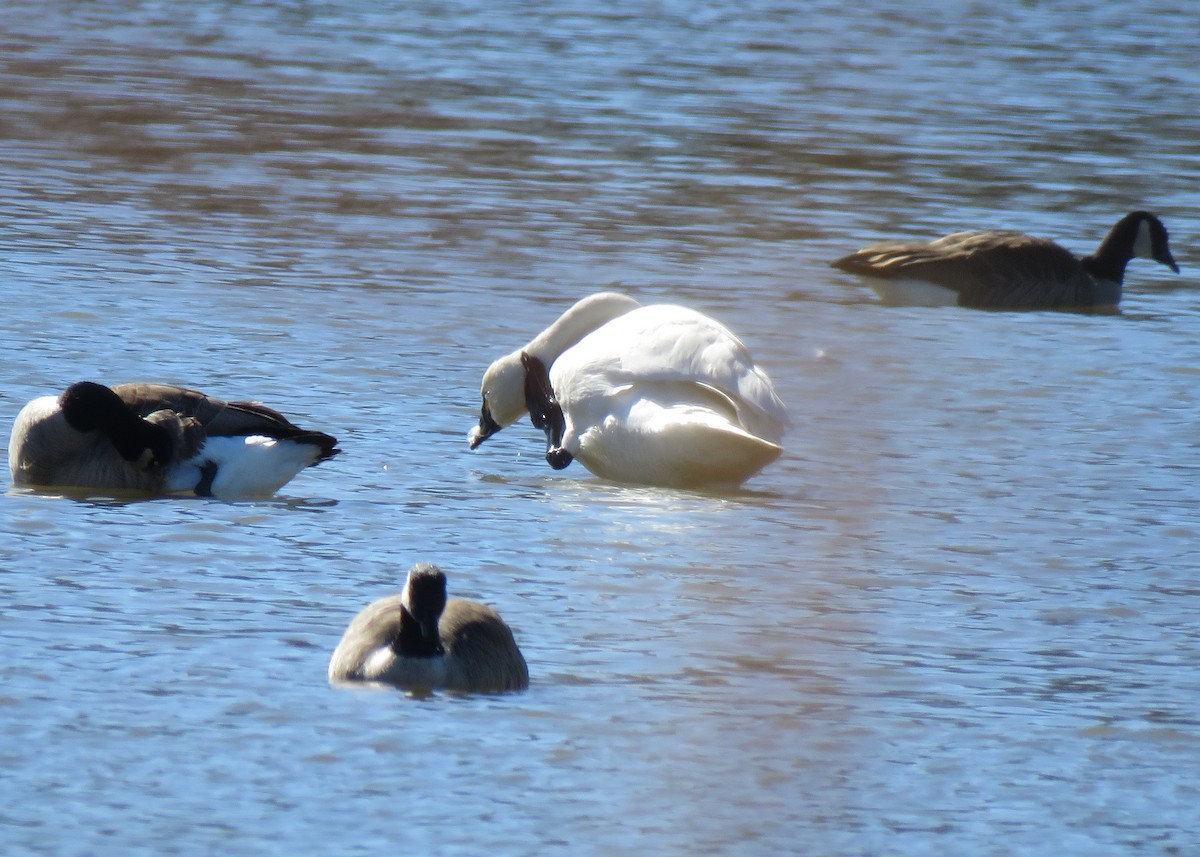 Tundra Swan - ML418169741