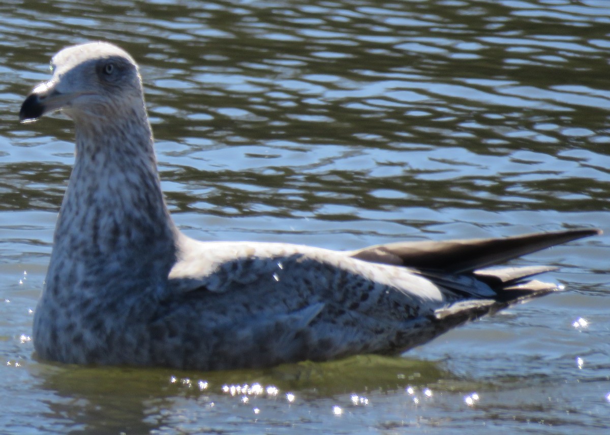 American Herring Gull - ML418169921