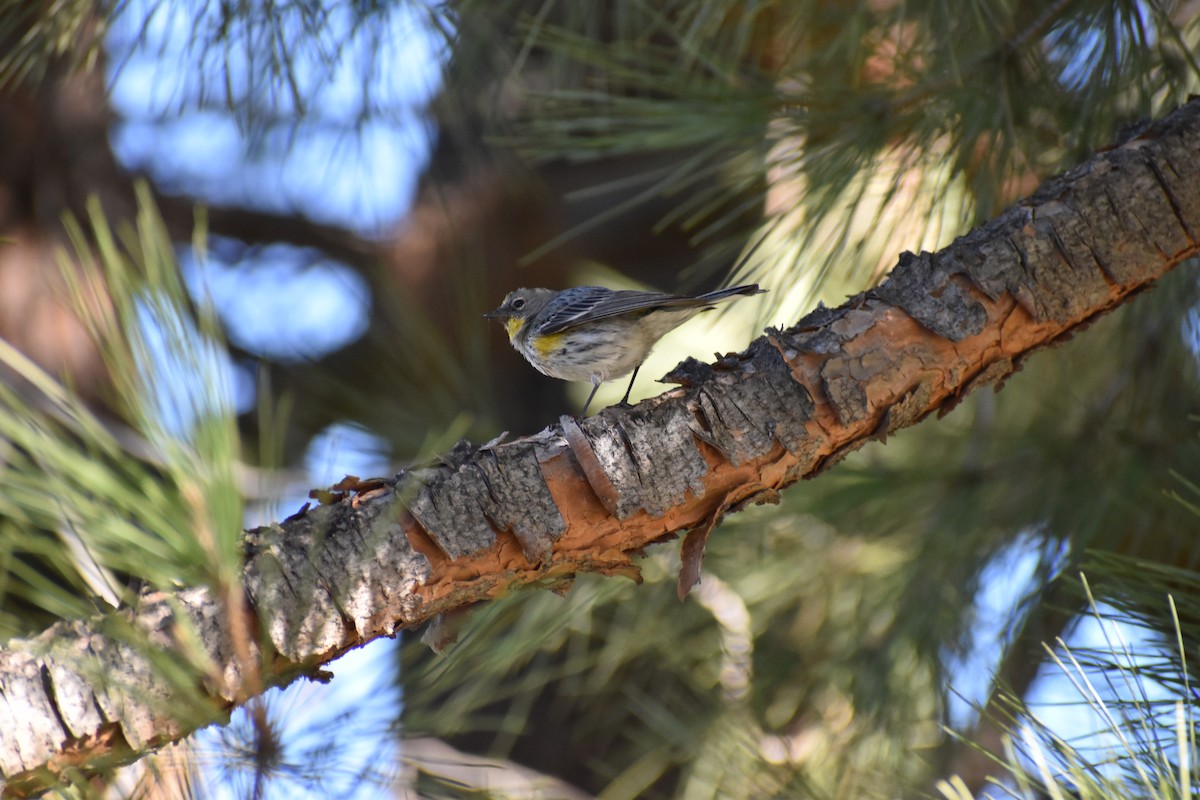 Yellow-rumped Warbler - ML418170841