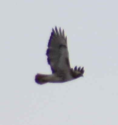 Red-tailed Hawk - ML418171291