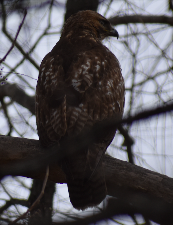 Rotschwanzbussard - ML418171301