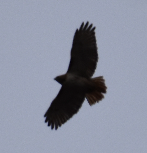 Red-tailed Hawk - ML418171381