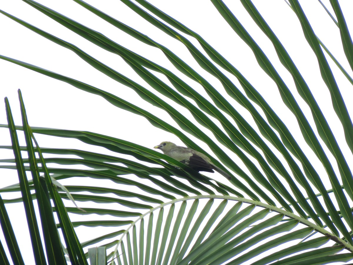 Palm Tanager - ML418171611