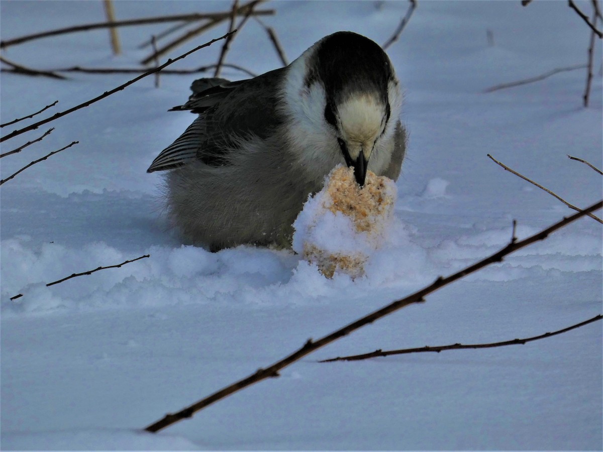 Canada Jay - ML418173051