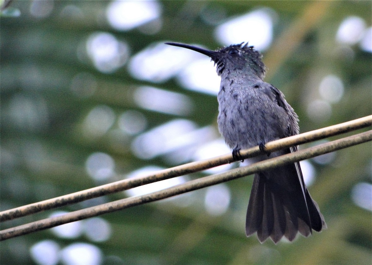 Sombre Hummingbird - Carlos Otávio Gussoni