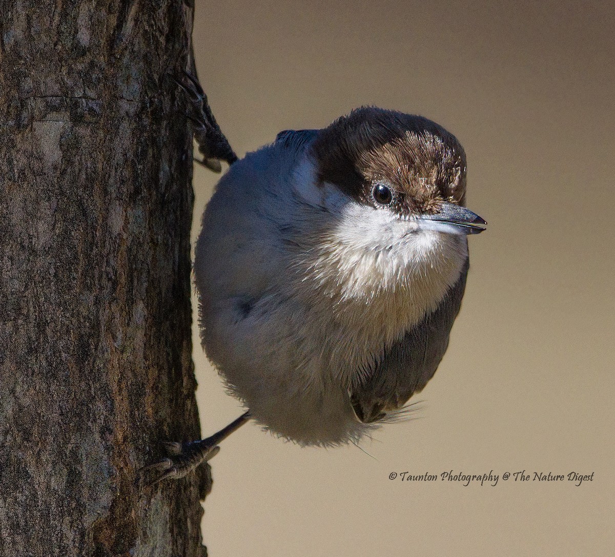 Brown-headed Nuthatch - ML418176381