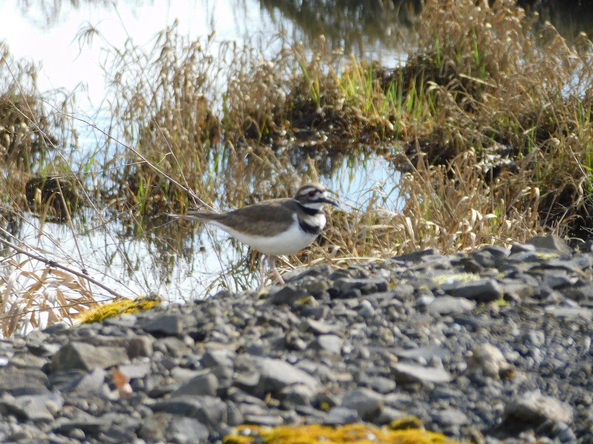 Killdeer - Charles Fredsall