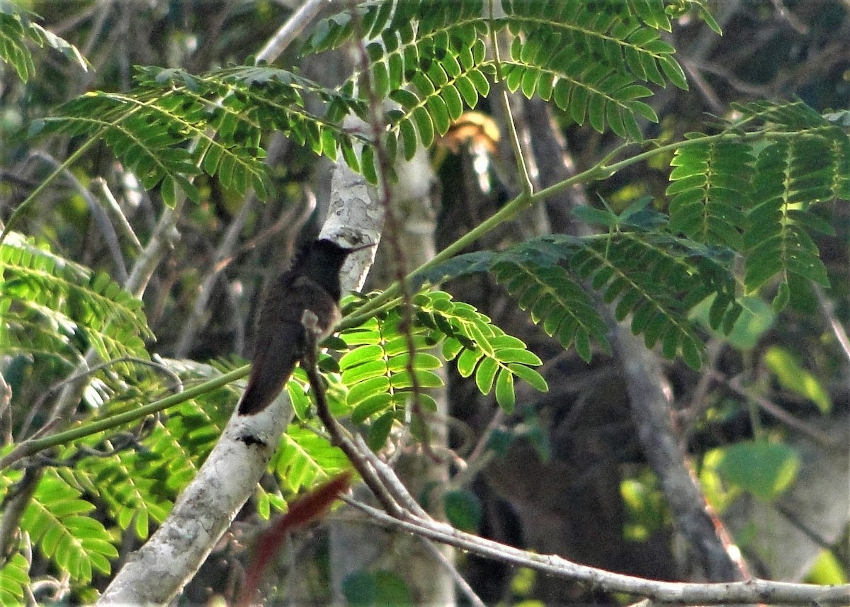 Ruby-topaz Hummingbird - ML41817751