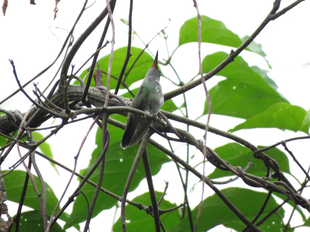 White-bellied Hummingbird - ML418178421