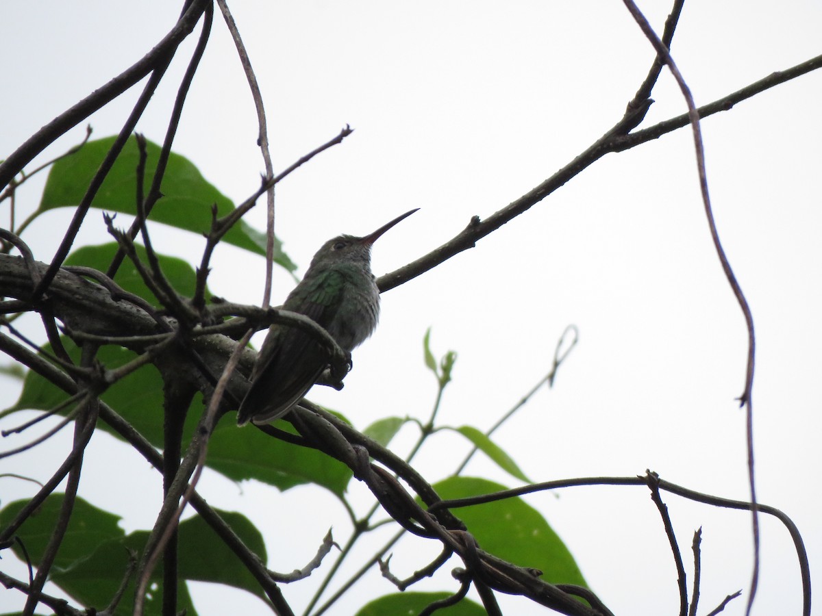 kolibřík bělobřichý - ML418178431