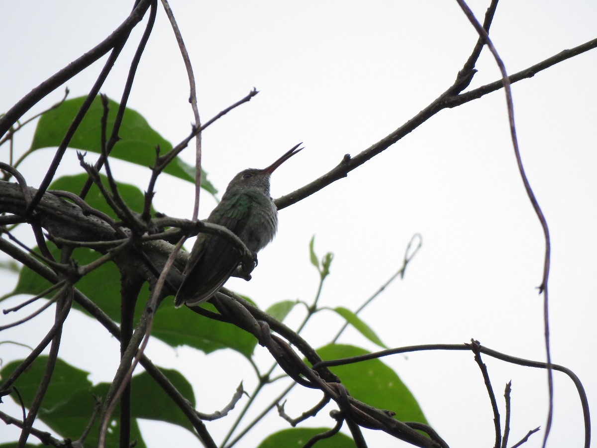kolibřík bělobřichý - ML418178441