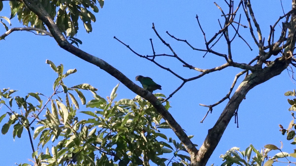 Brown-hooded Parrot - Anthony Collerton