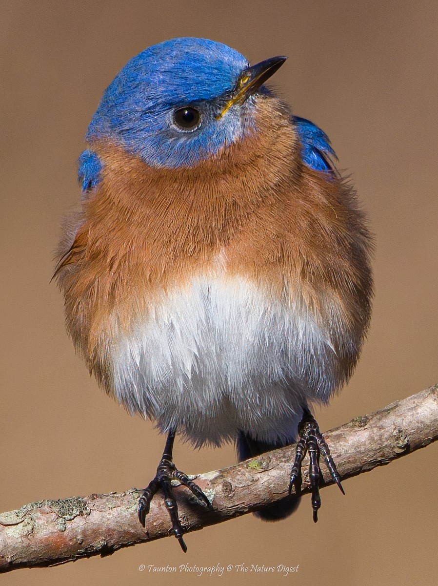 Eastern Bluebird - ML418178581