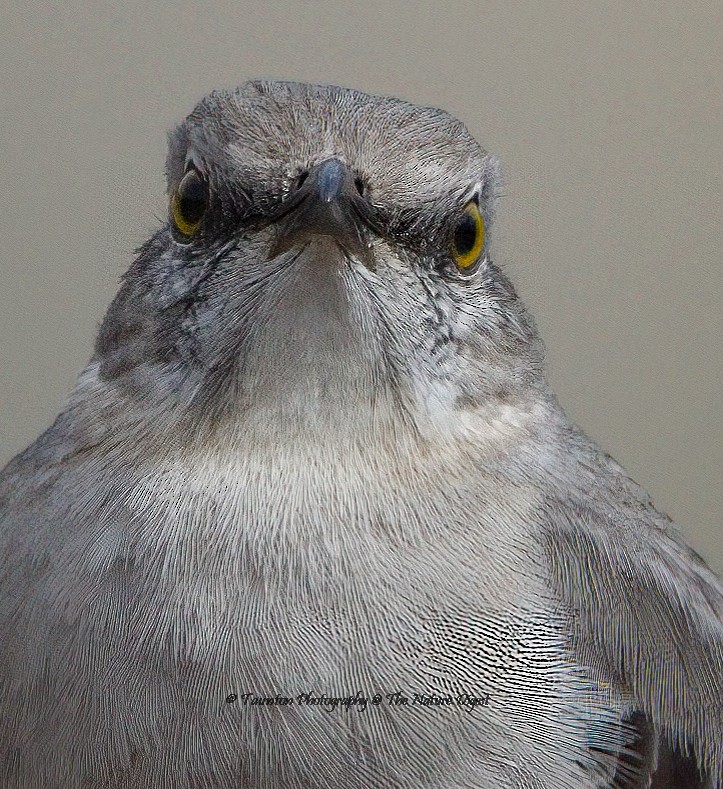 Northern Mockingbird - ML418178761