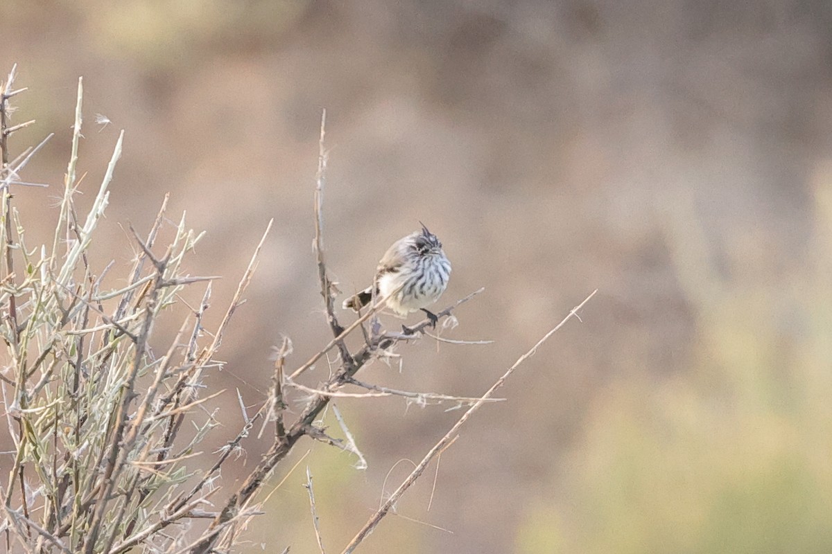 Taurillon mésange - ML418179001