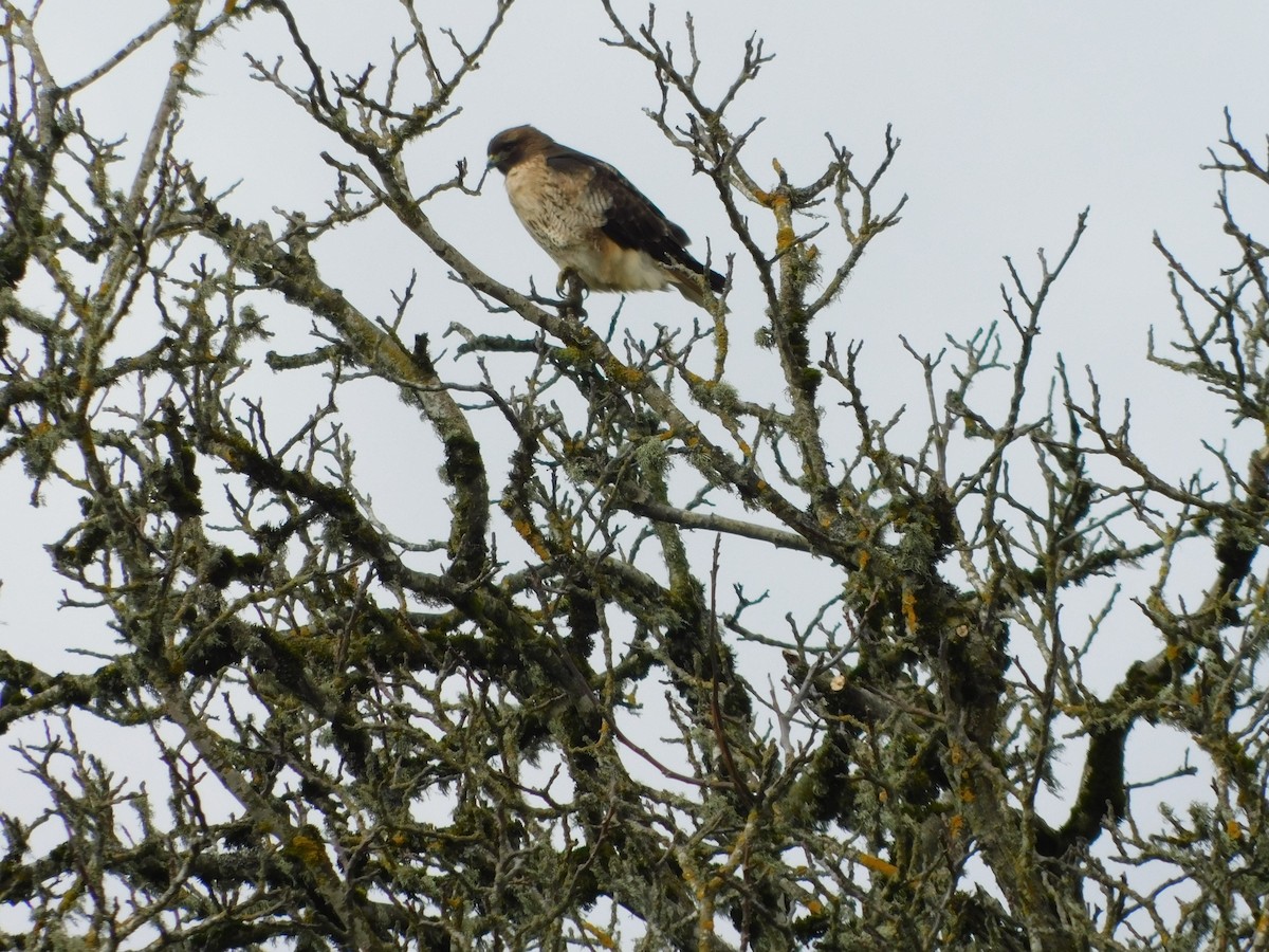 Red-tailed Hawk - ML418179721