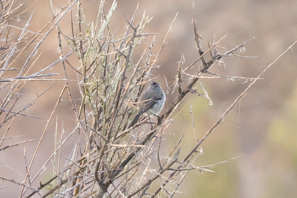 Taurillon mésange - ML418182571