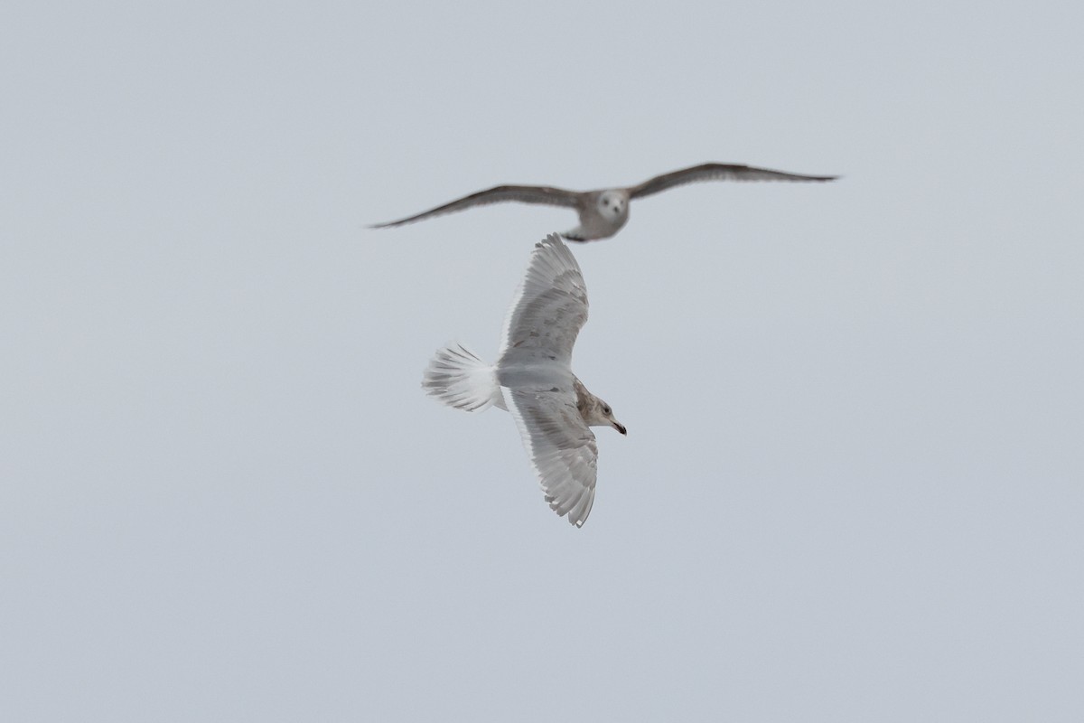 Glaucous-winged Gull - Tommy Pedersen