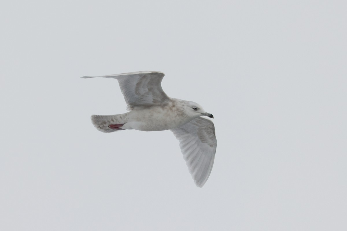 Iceland Gull - ML418183741