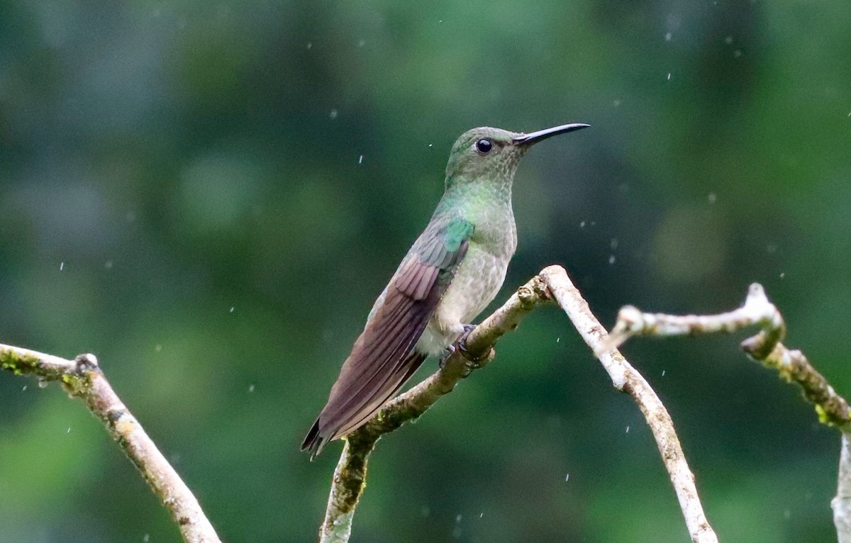 kolibřík skvrnitoprsý - ML418184051