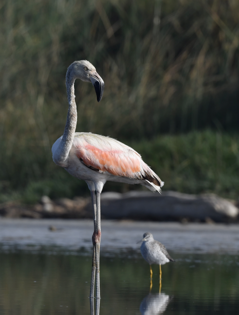 Chilean Flamingo - VERONICA ARAYA GARCIA