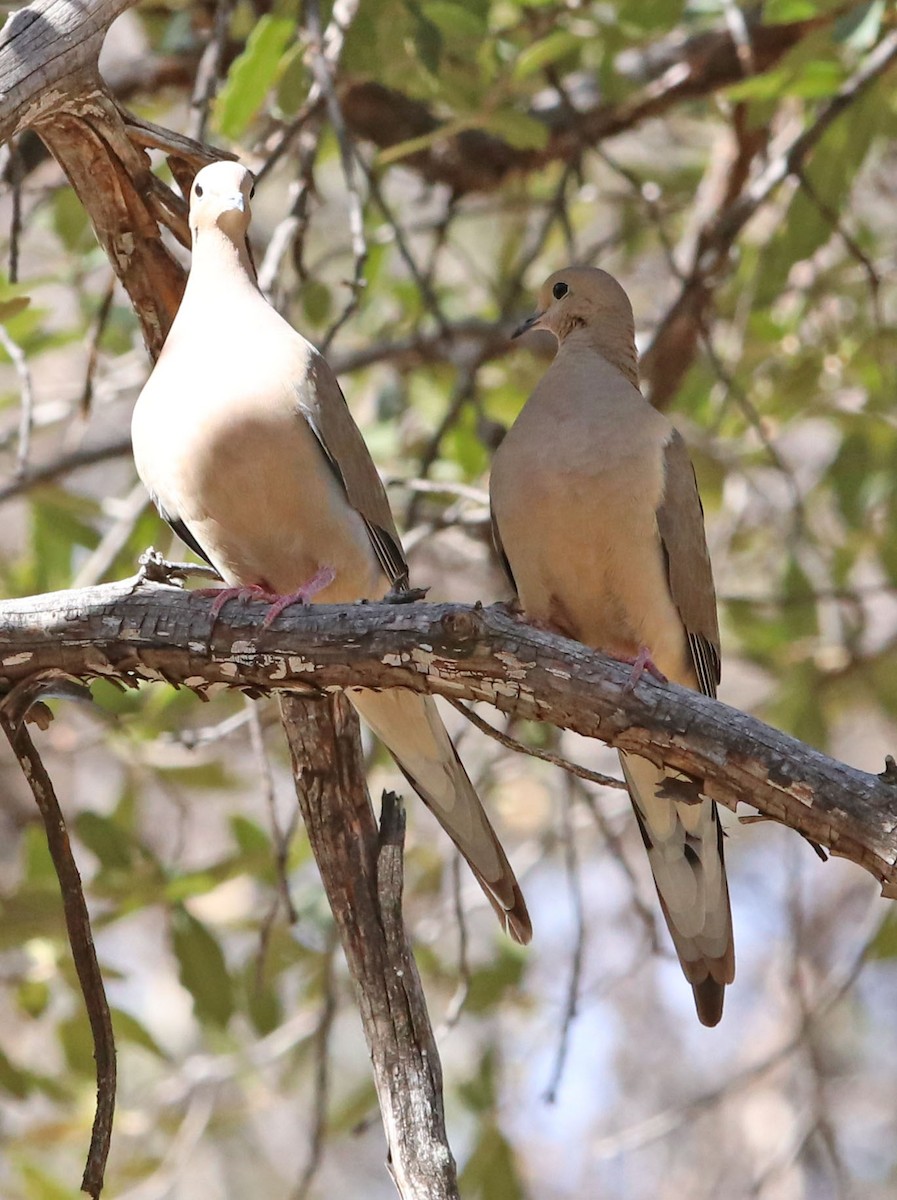 Mourning Dove - Dick Bierman