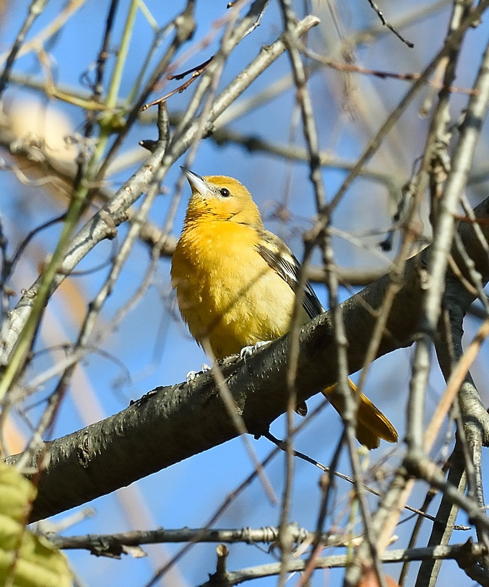 Baltimore Oriole - Cesar Castillo