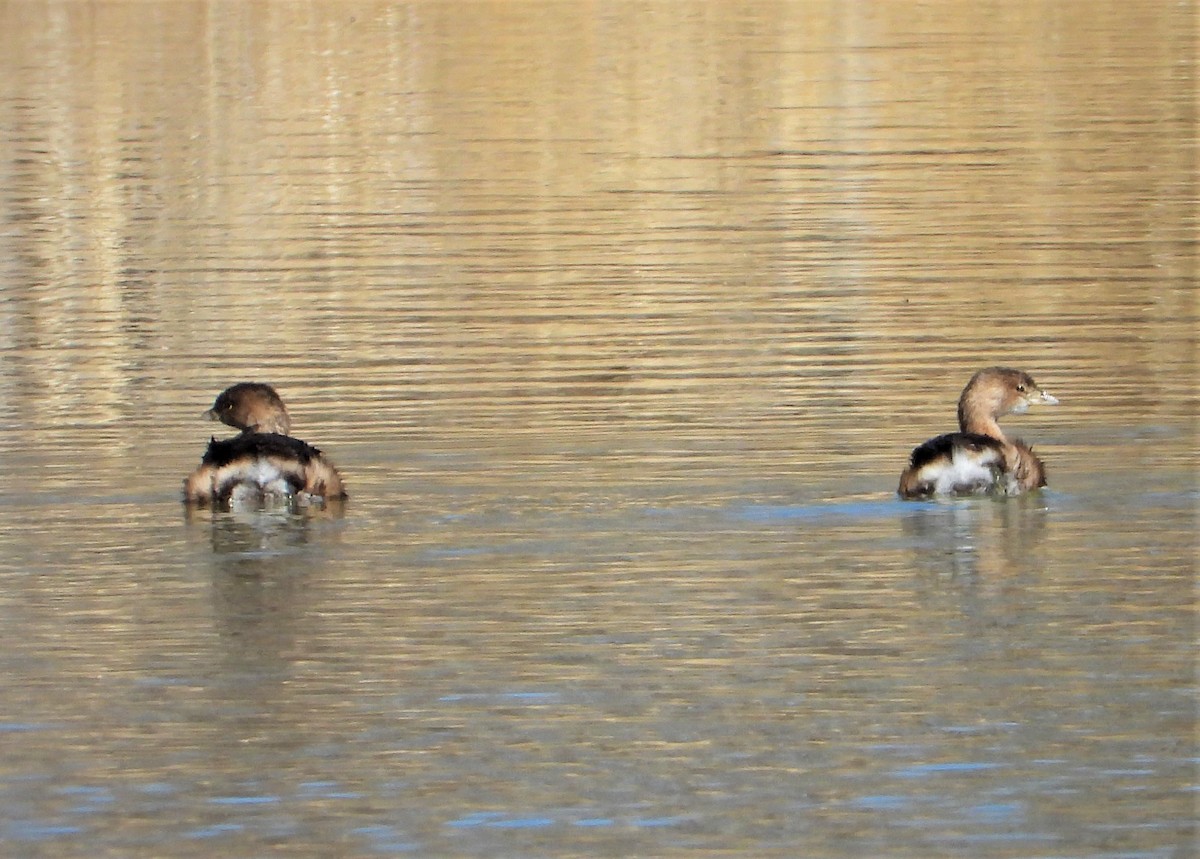 Pied-billed Grebe - ML418184691