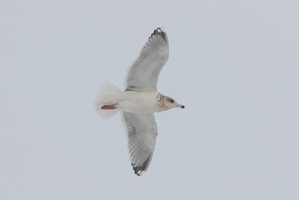 Gaviota Argéntea - ML418184921