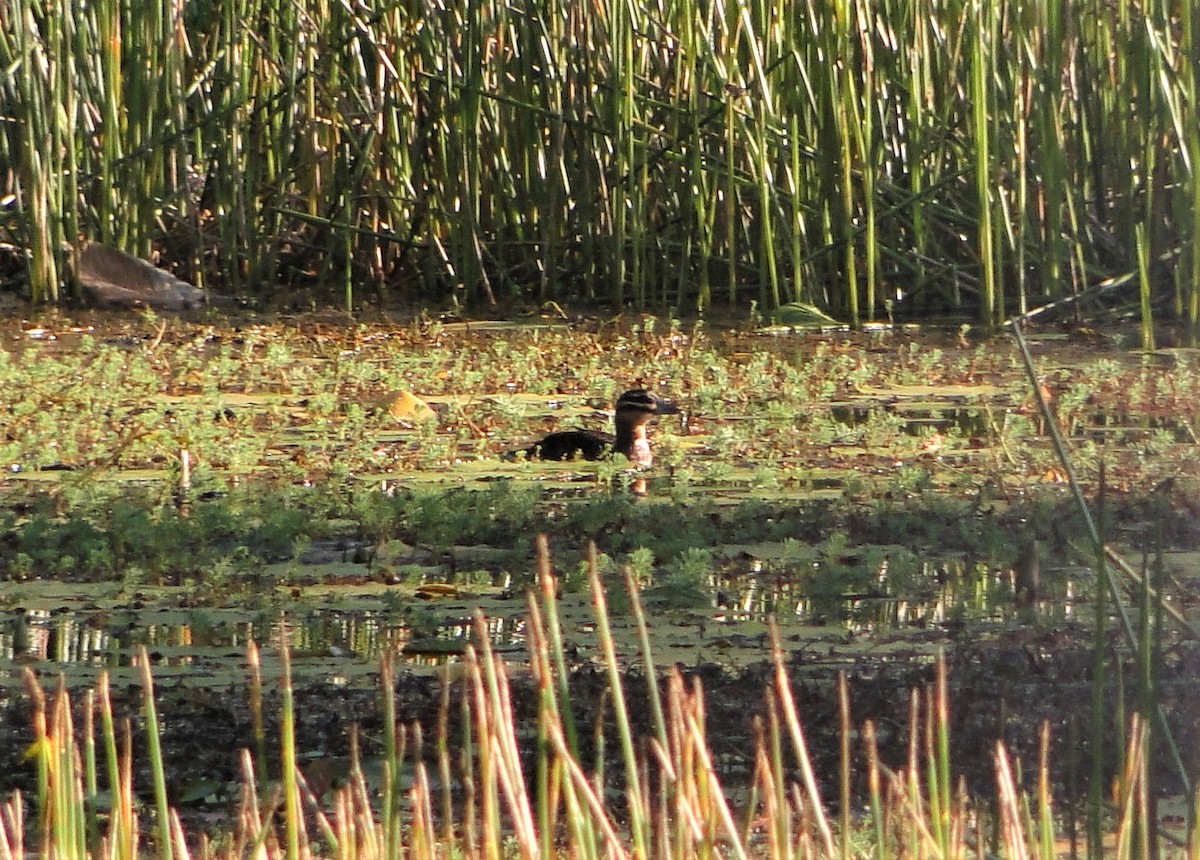 Masked Duck - ML41818691