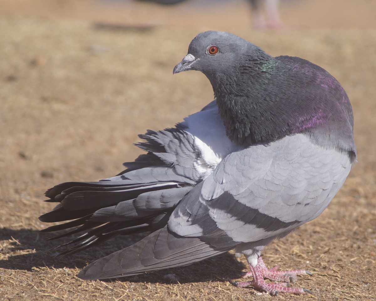 Rock Pigeon (Feral Pigeon) - Megan Migues