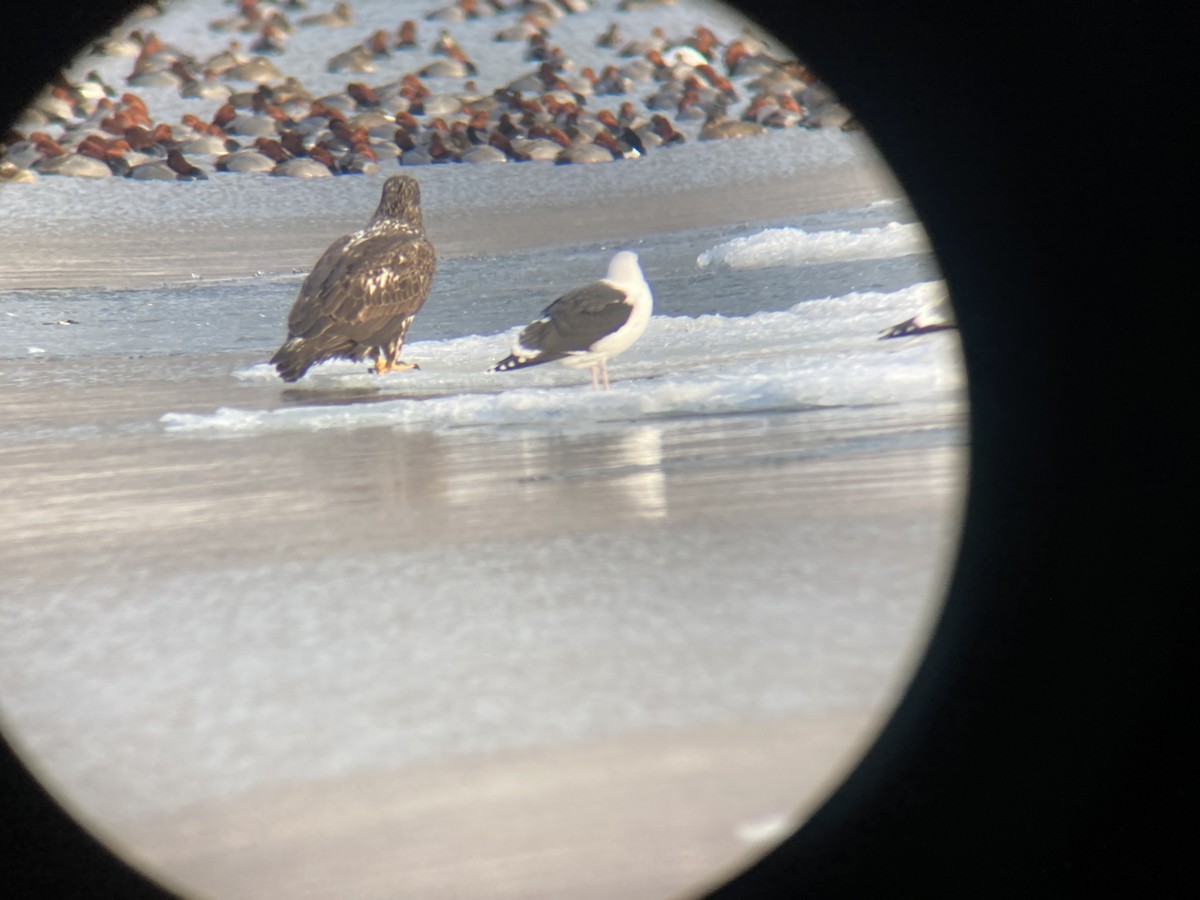 Great Black-backed Gull - ML418188441