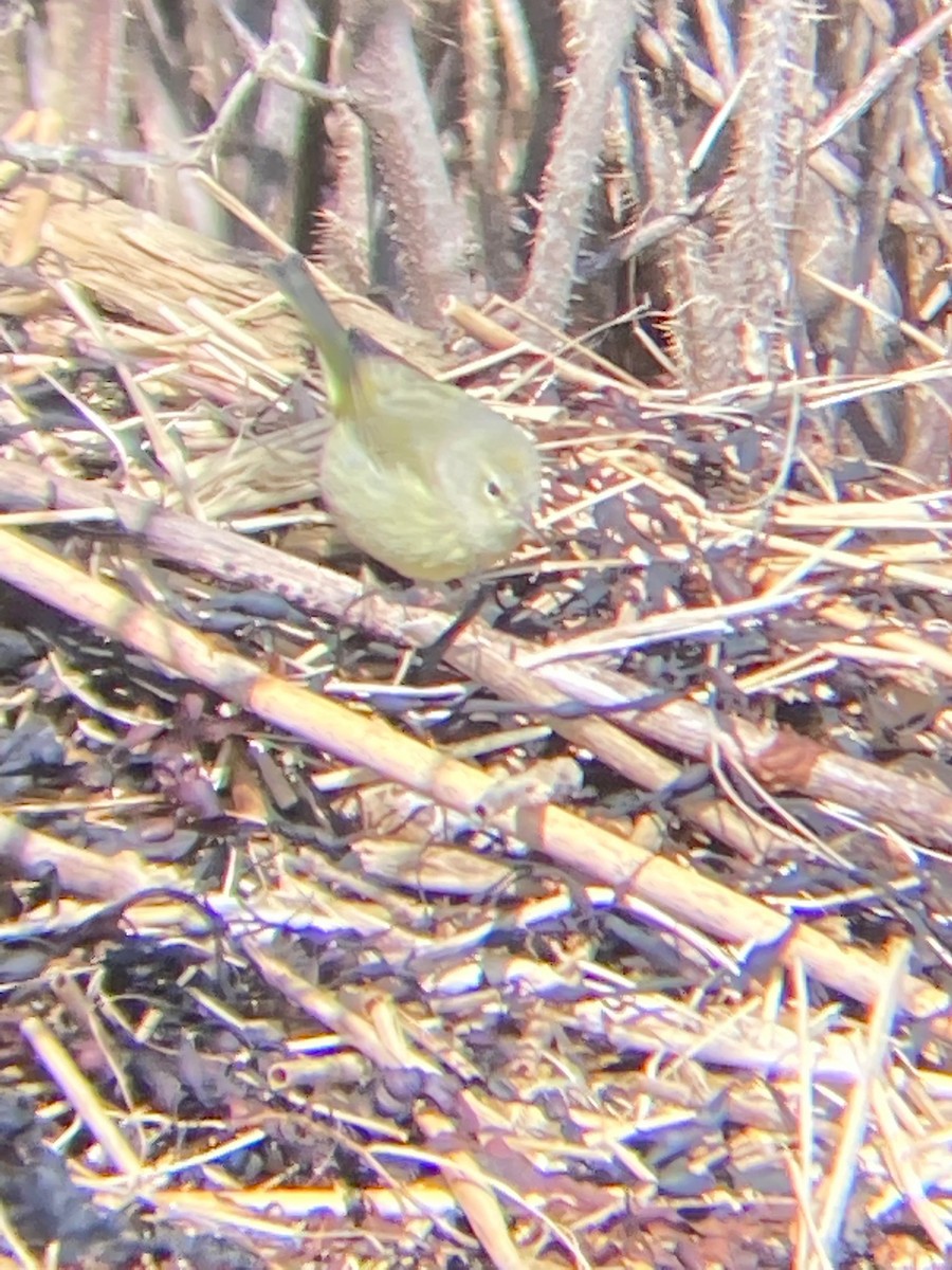 Orange-crowned Warbler - ML418189061