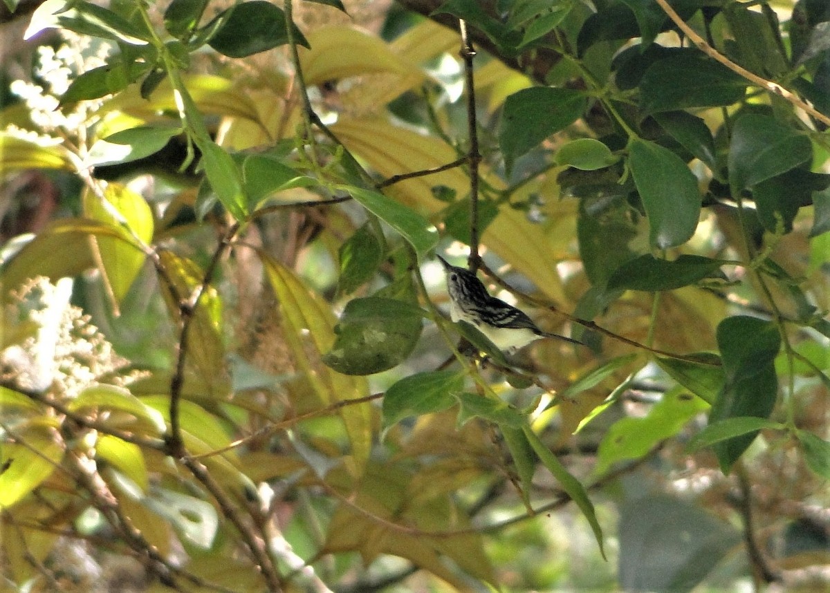 Orange-bellied Antwren - ML41818921