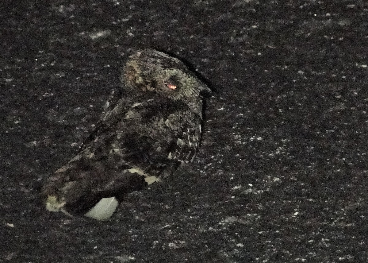 Band-winged Nightjar - ML41818991