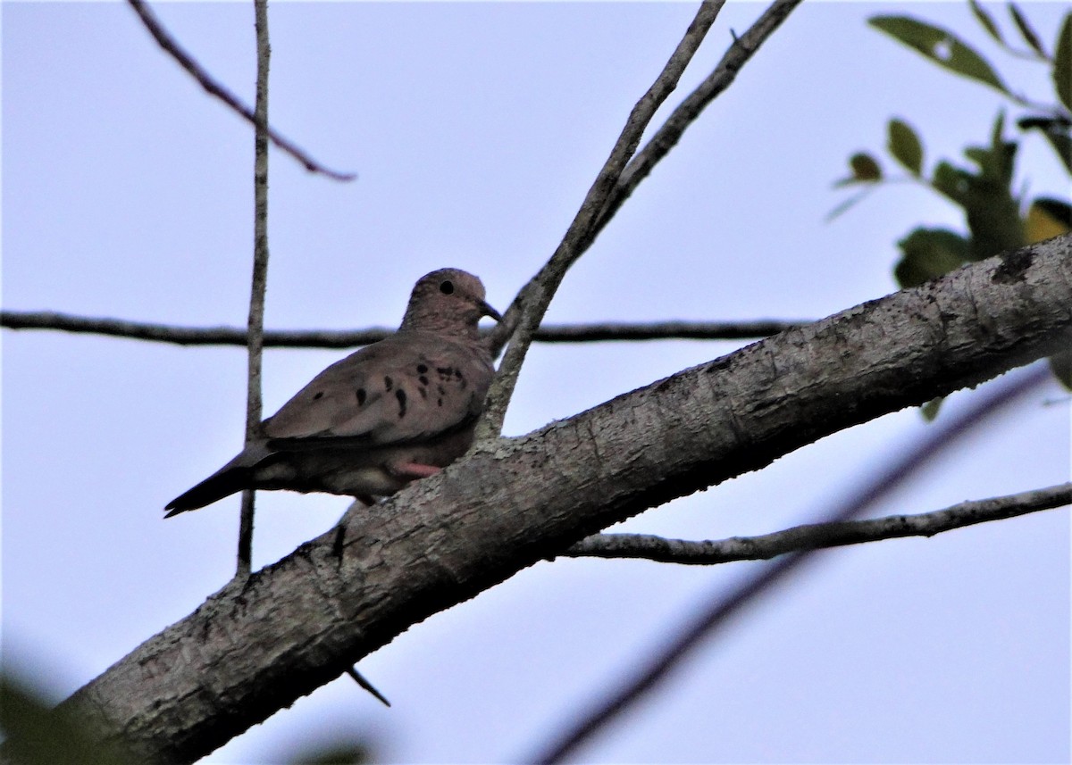 Common Ground Dove - Carlos Otávio Gussoni