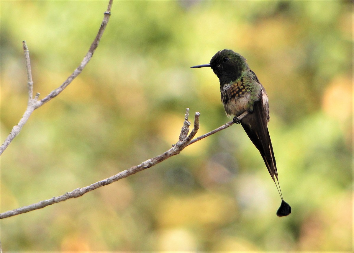 kolibřík pálkoocasý - ML41819161