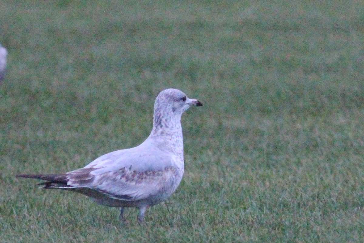 Ring-billed Gull - Ingvar Atli Sigurðsson
