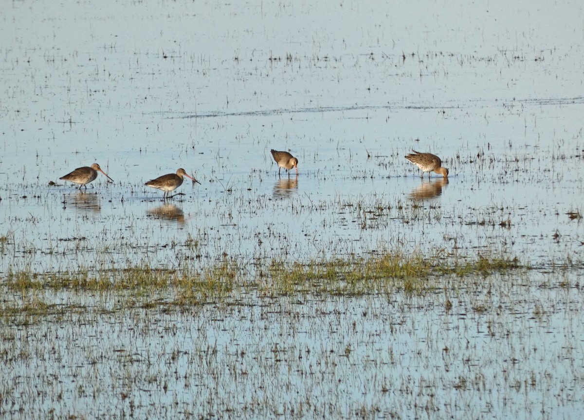 Black-tailed Godwit - ML418194921