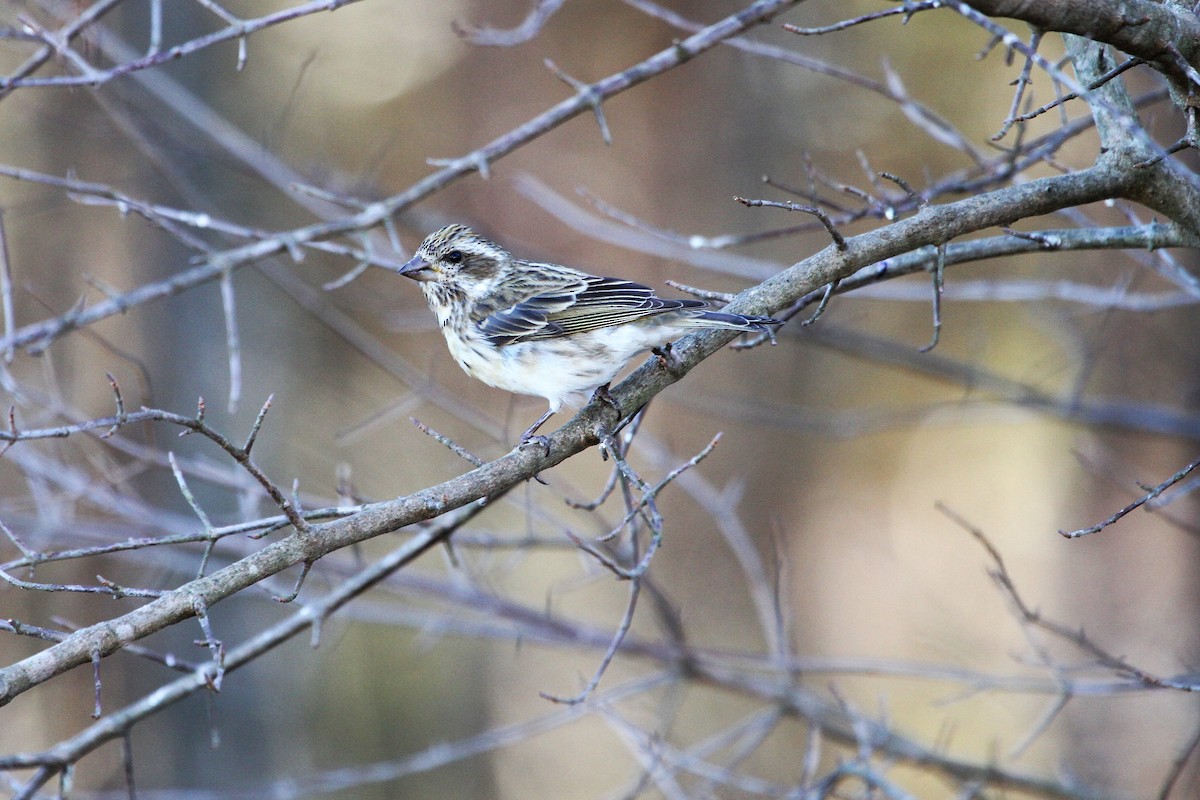 Purple Finch - ML418197591