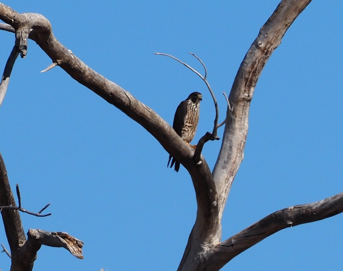 Peregrine Falcon - ML418199021